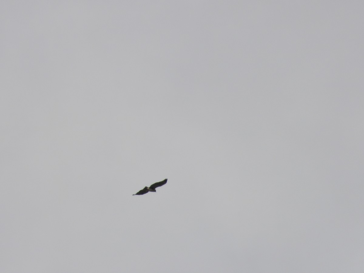 Short-tailed Hawk - ML609262114