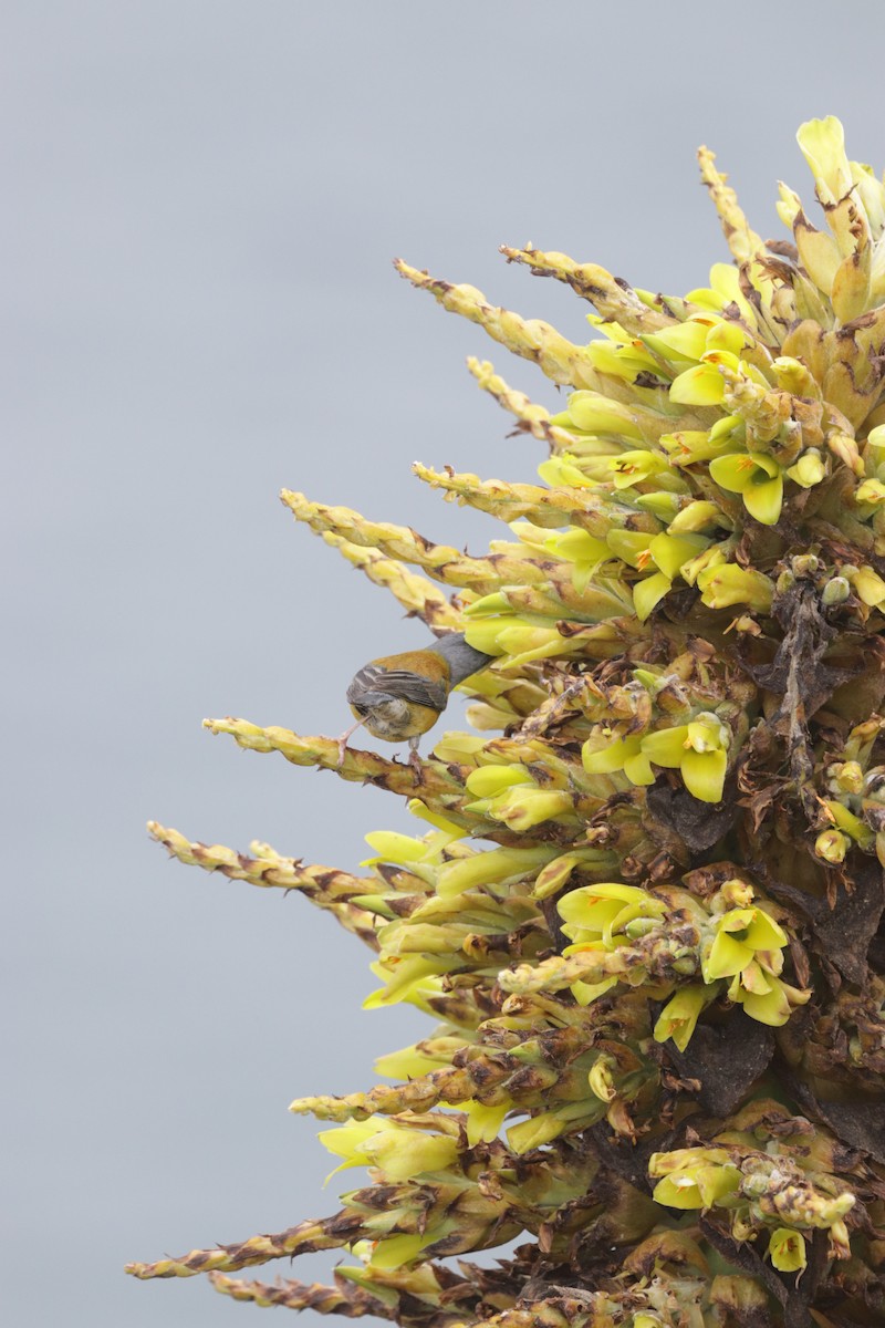 Patagonian Sierra Finch - ML609262134