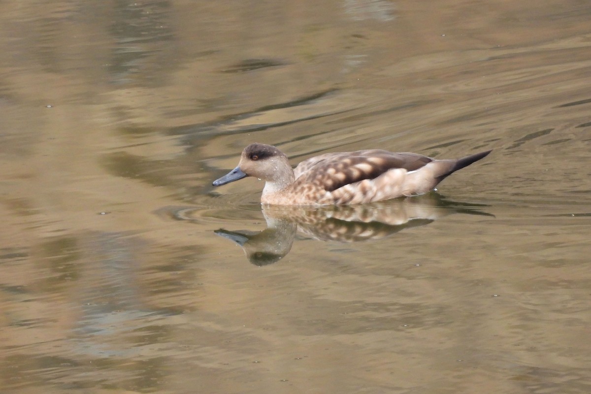 Canard huppé - ML609262142