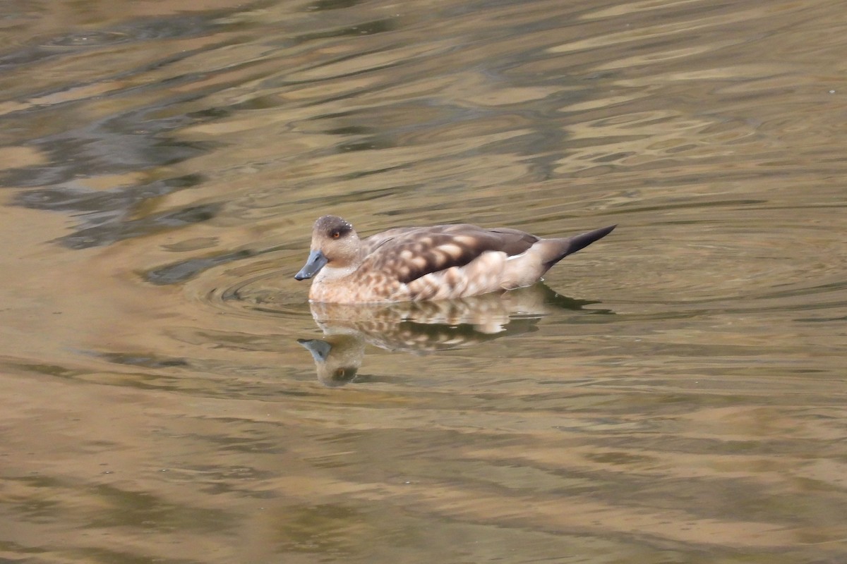 Canard huppé - ML609262143