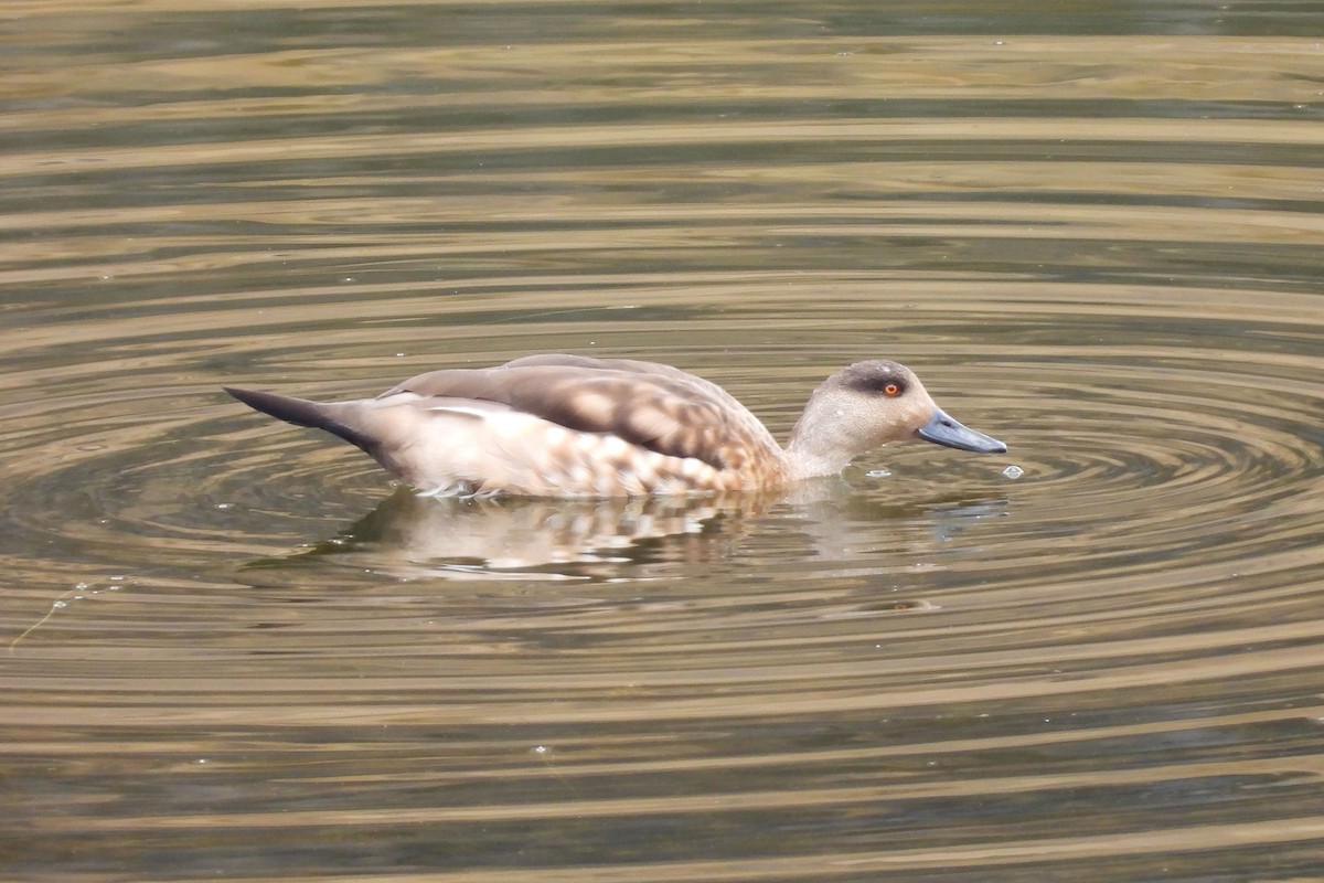 Crested Duck - María Vargas Valverde