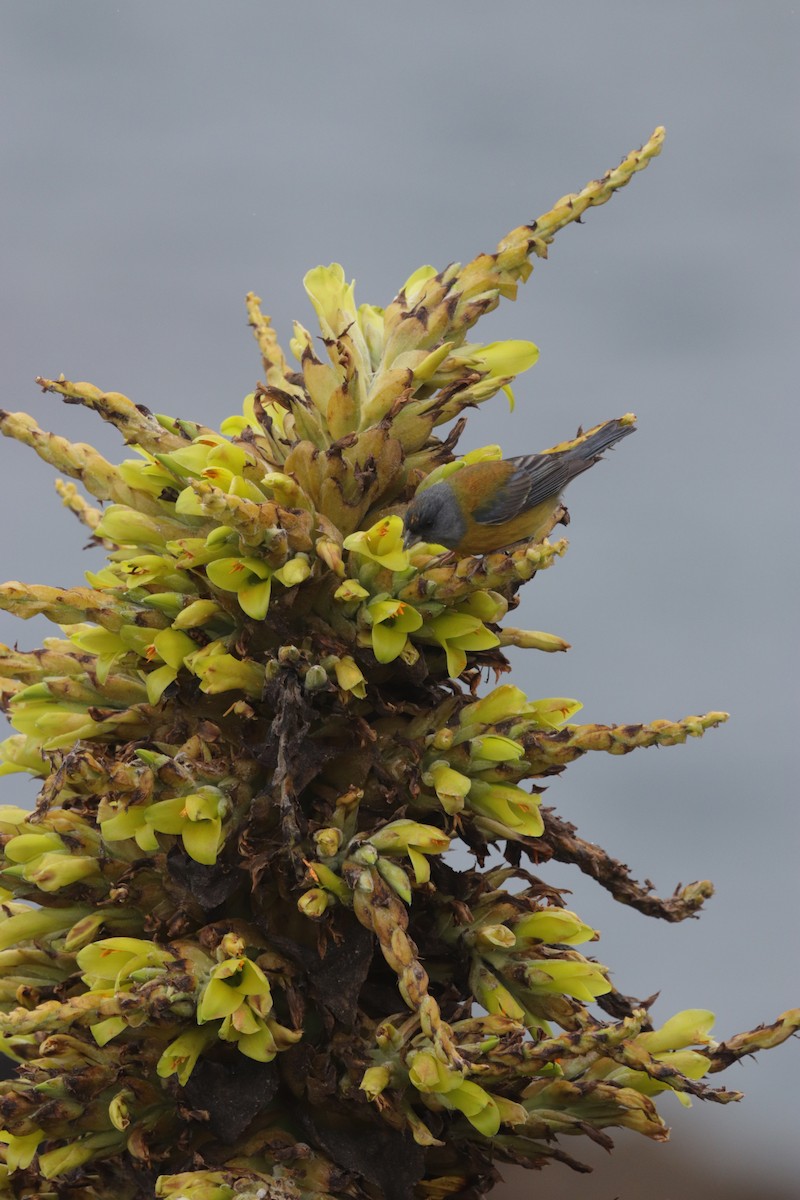 Patagonian Sierra Finch - ML609262193