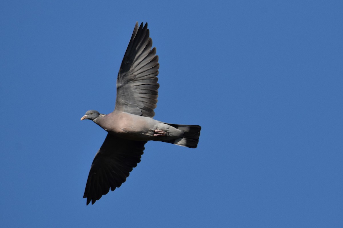 Common Wood-Pigeon - ML609262259