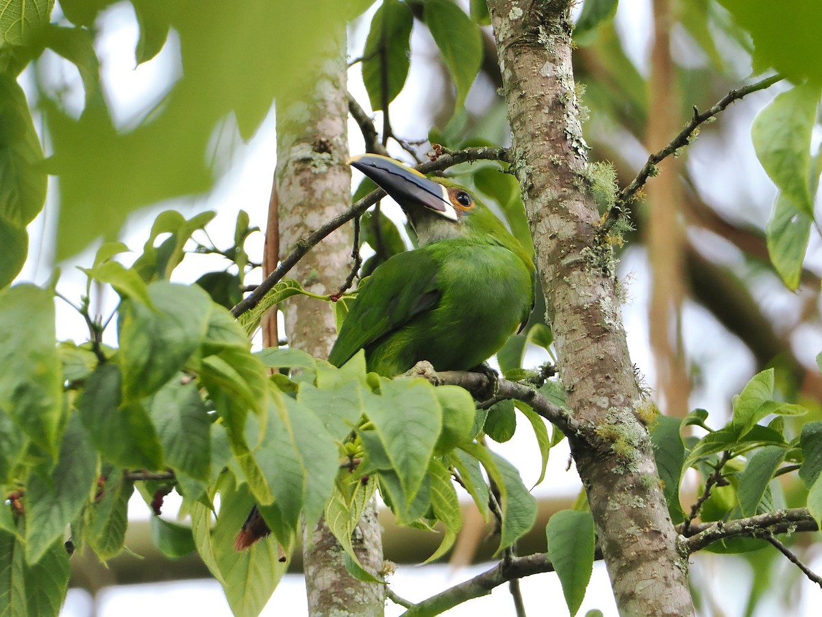 Southern Emerald-Toucanet (Gray-throated) - ML609262349
