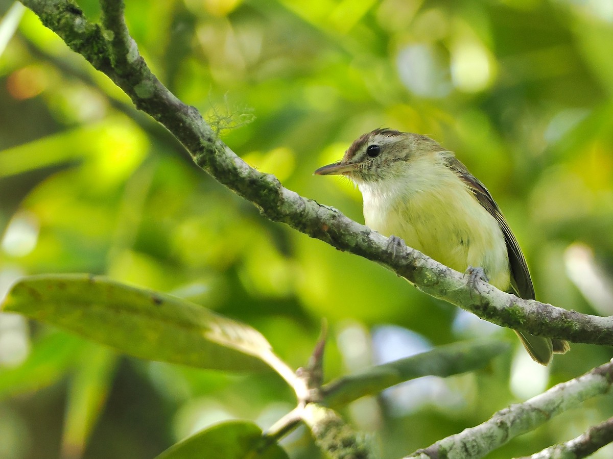 Brown-capped Vireo - ML609262382