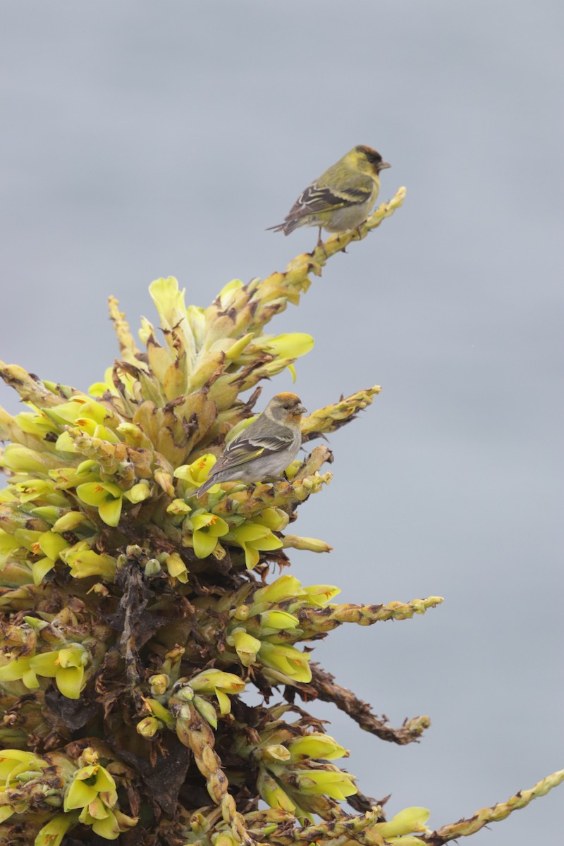 Black-chinned Siskin - ML609262394