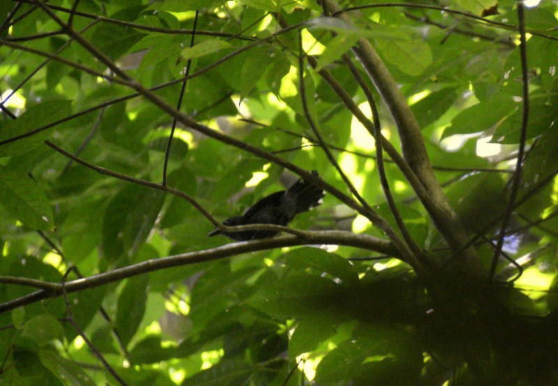 Gray Antbird - Otto Valerio   Amazonas Birding