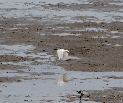 Little Egret - ML609262591