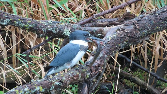 Belted Kingfisher - ML609262643