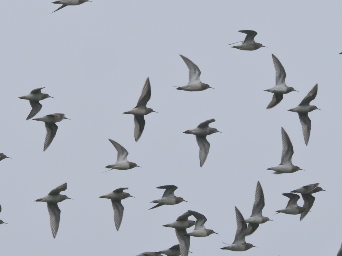 Pectoral Sandpiper - John Felton