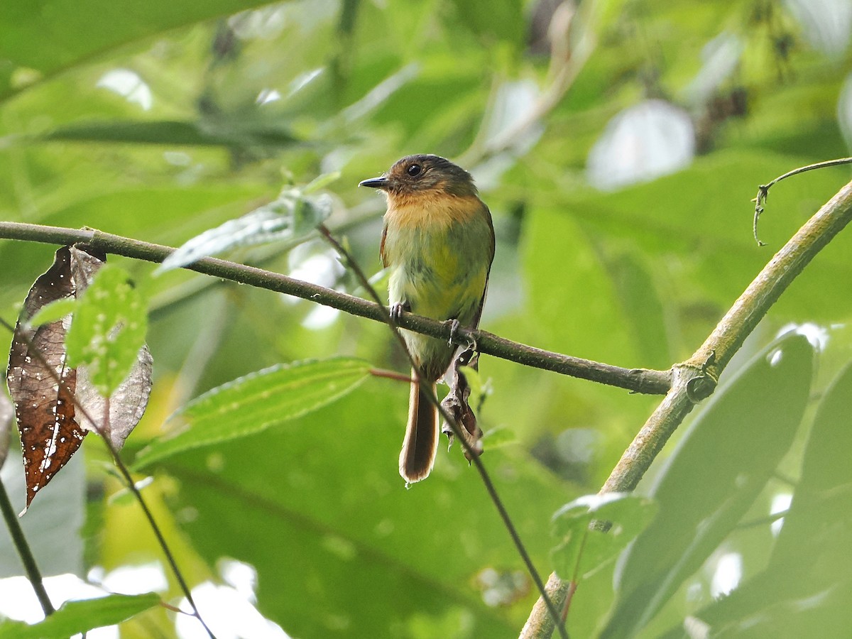 Rufous-breasted Flycatcher - ML609262696