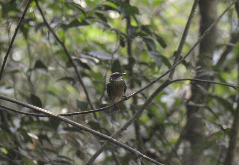 Orange-crowned Manakin - Otto Valerio   Amazonas Birding