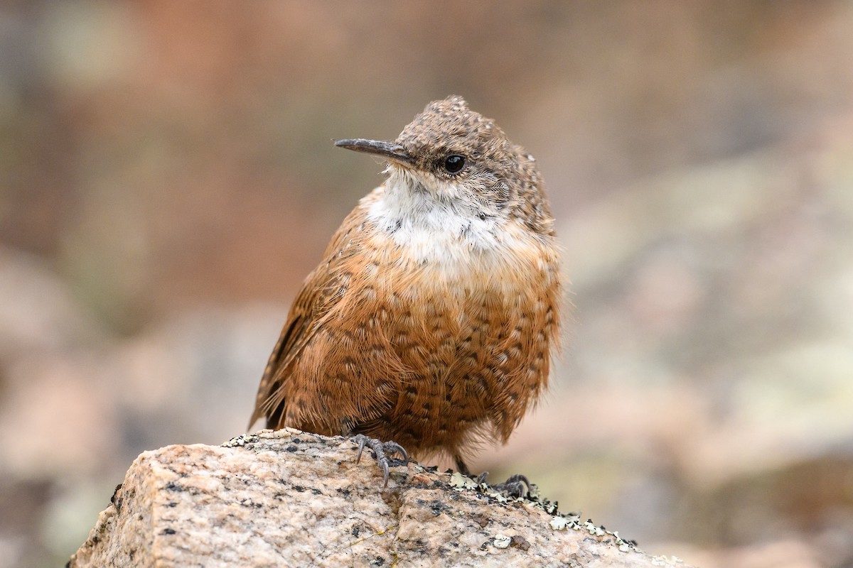Canyon Wren - ML609262736