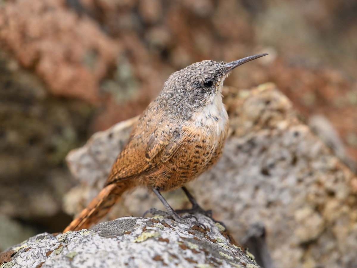 Canyon Wren - ML609262737