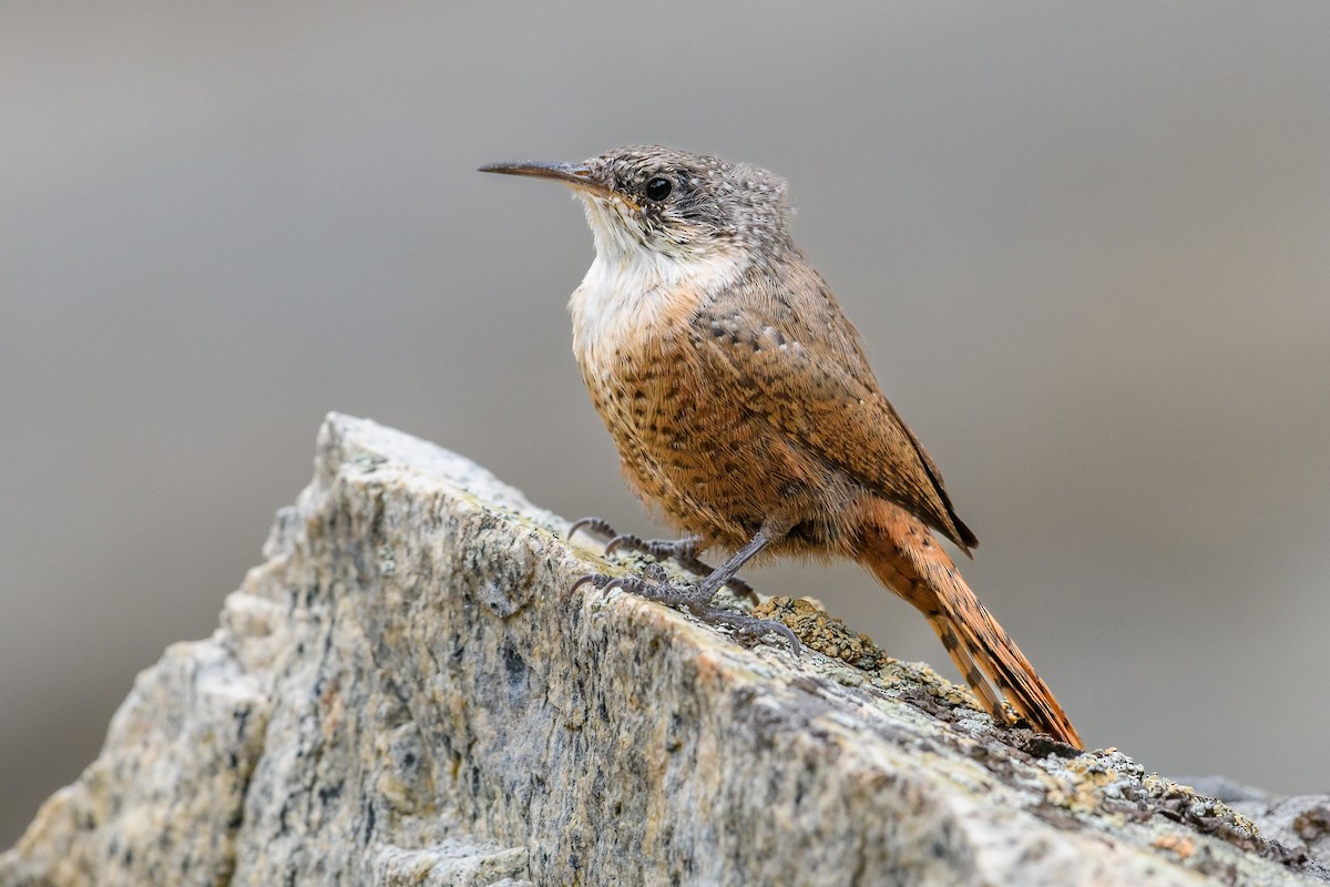 Canyon Wren - ML609262738