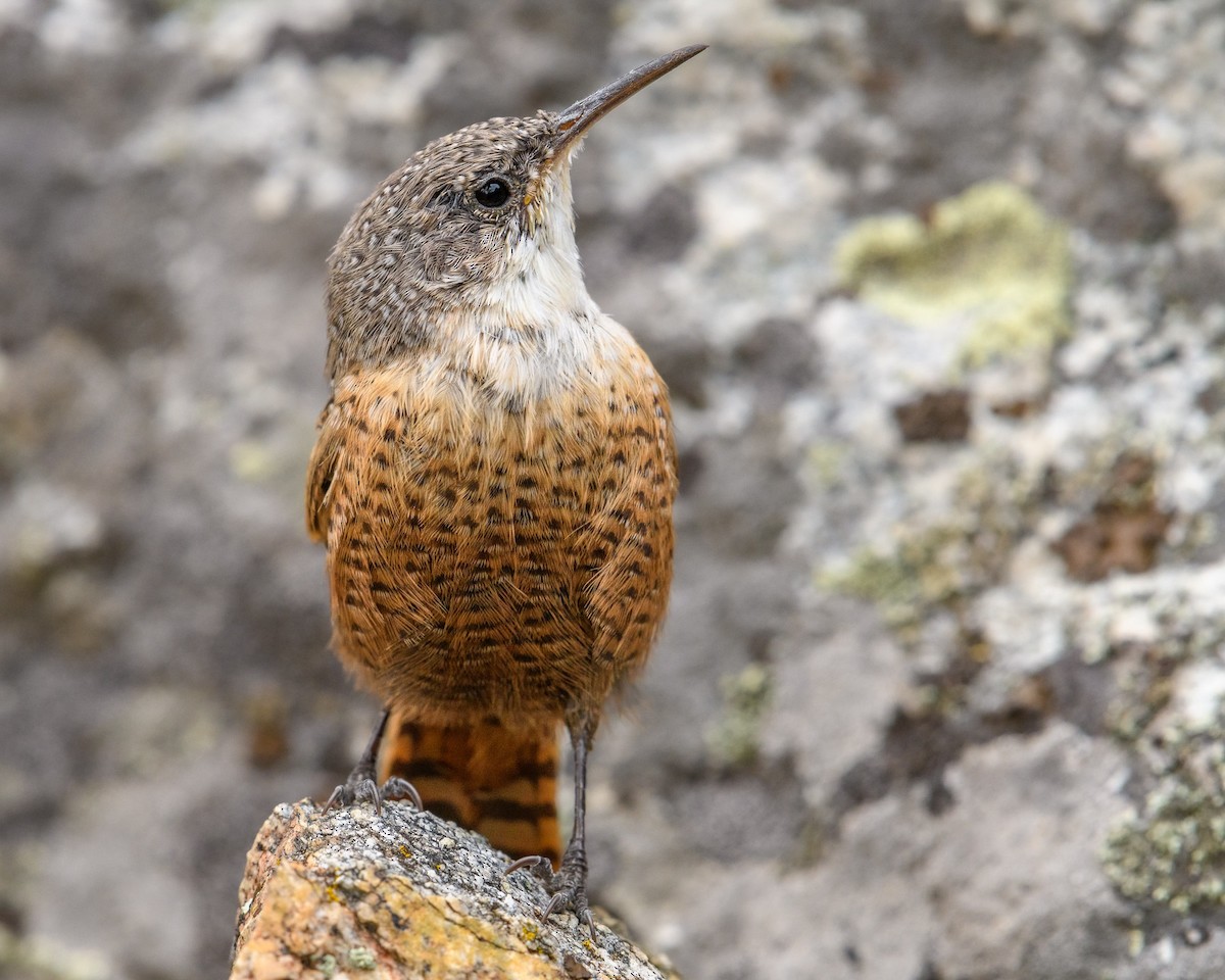 Canyon Wren - ML609262739