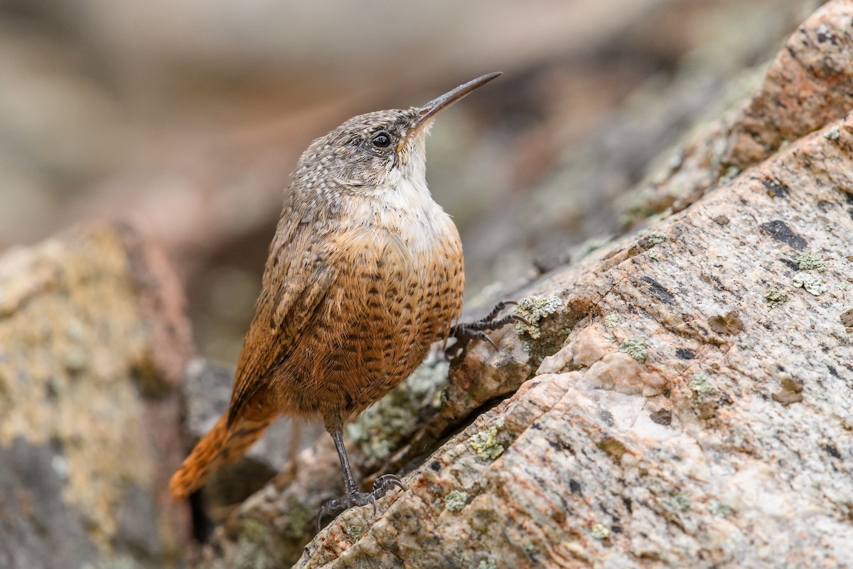 Canyon Wren - ML609262740