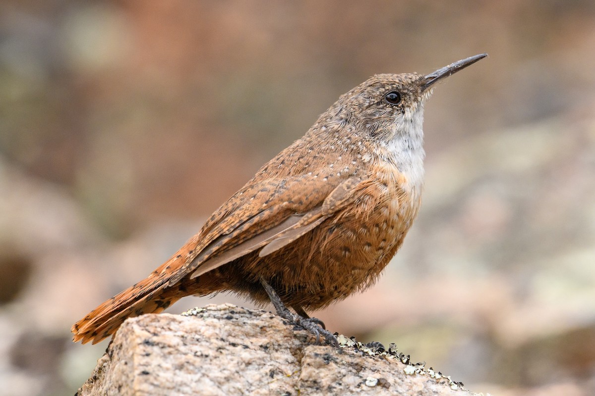 Canyon Wren - ML609262741