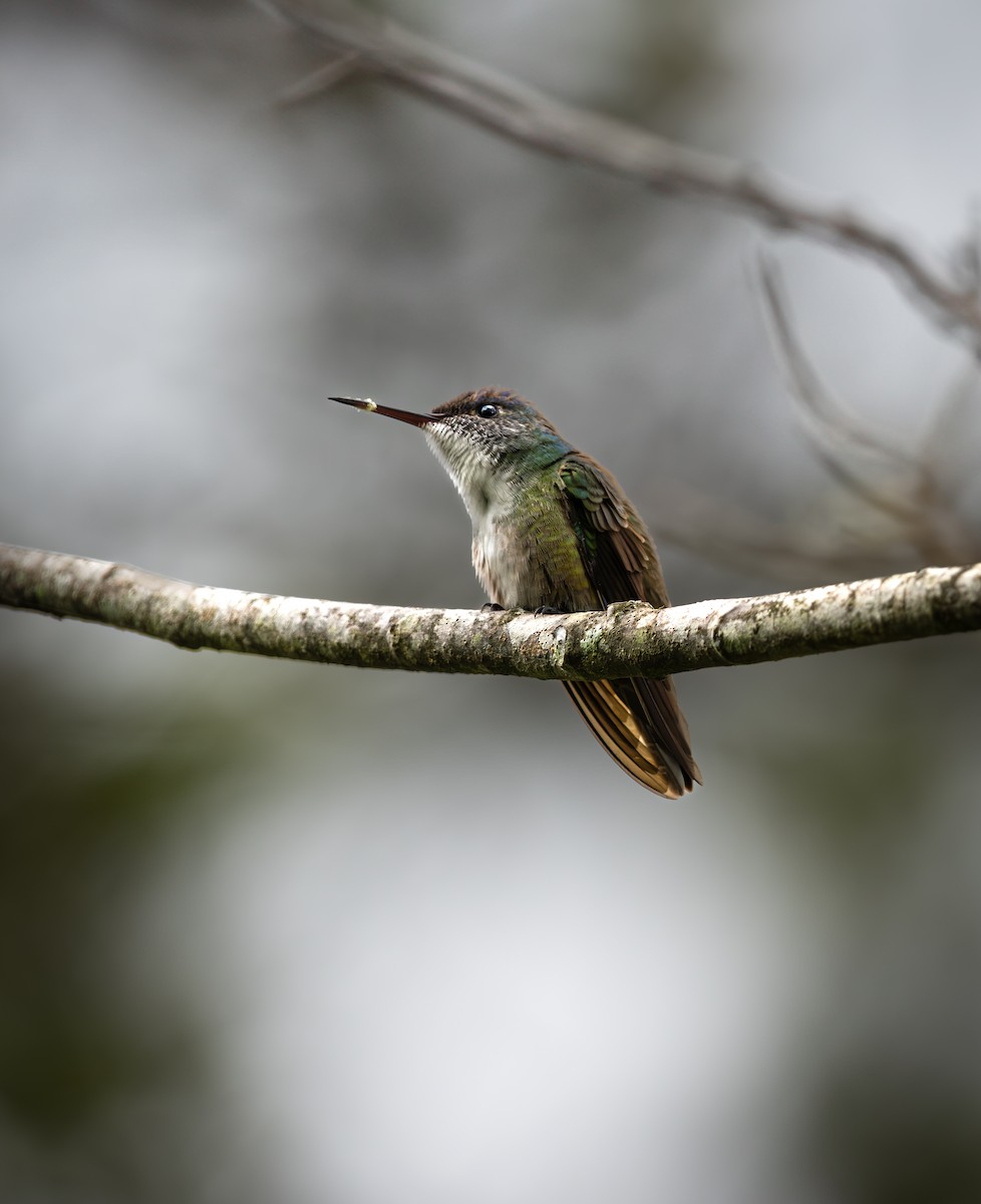 Azure-crowned Hummingbird - ML609262764