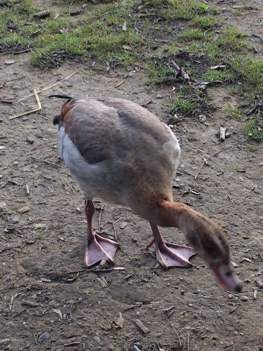 Egyptian Goose - ML609262848