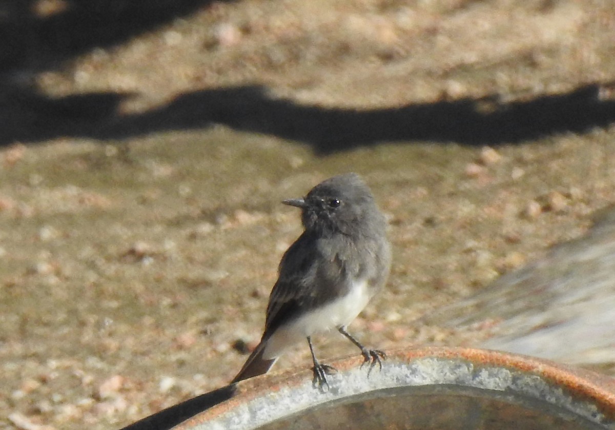 Black Phoebe - ML609262850