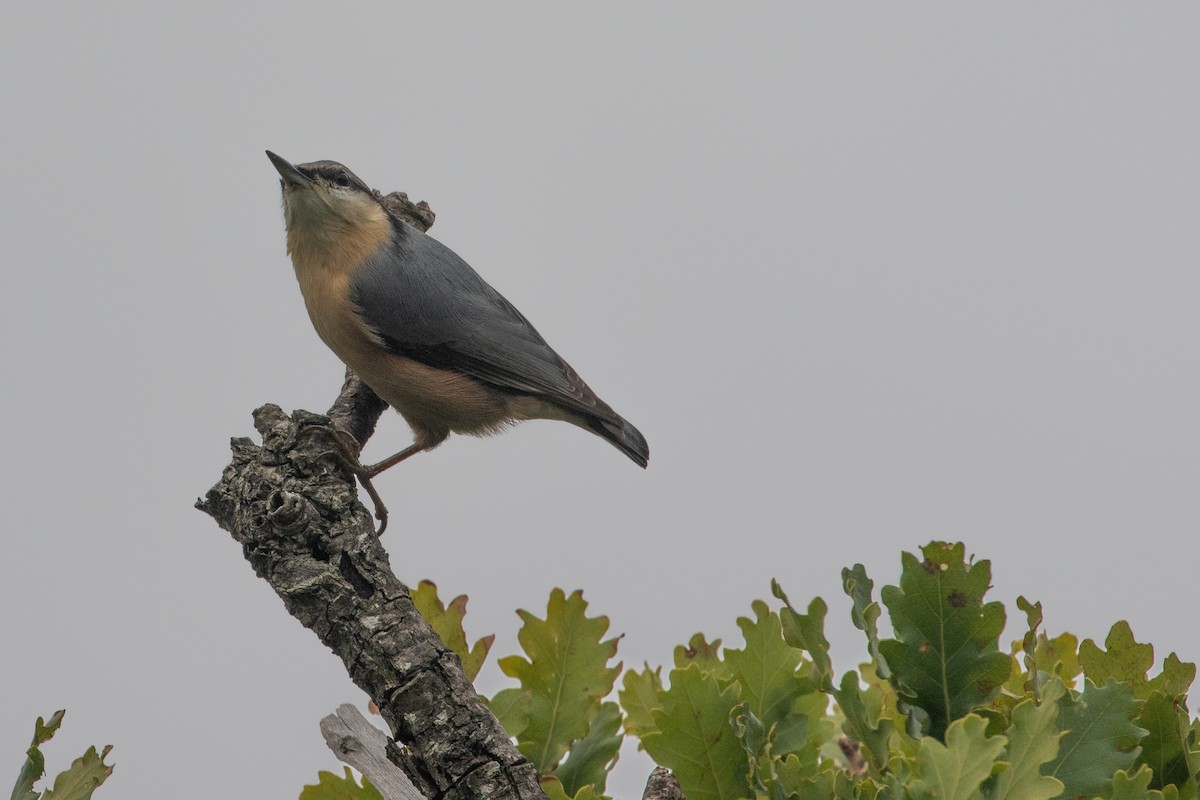 Eurasian Nuthatch - Philipp Boersch-Supan