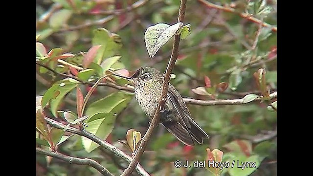 Green-backed Firecrown - ML609262880