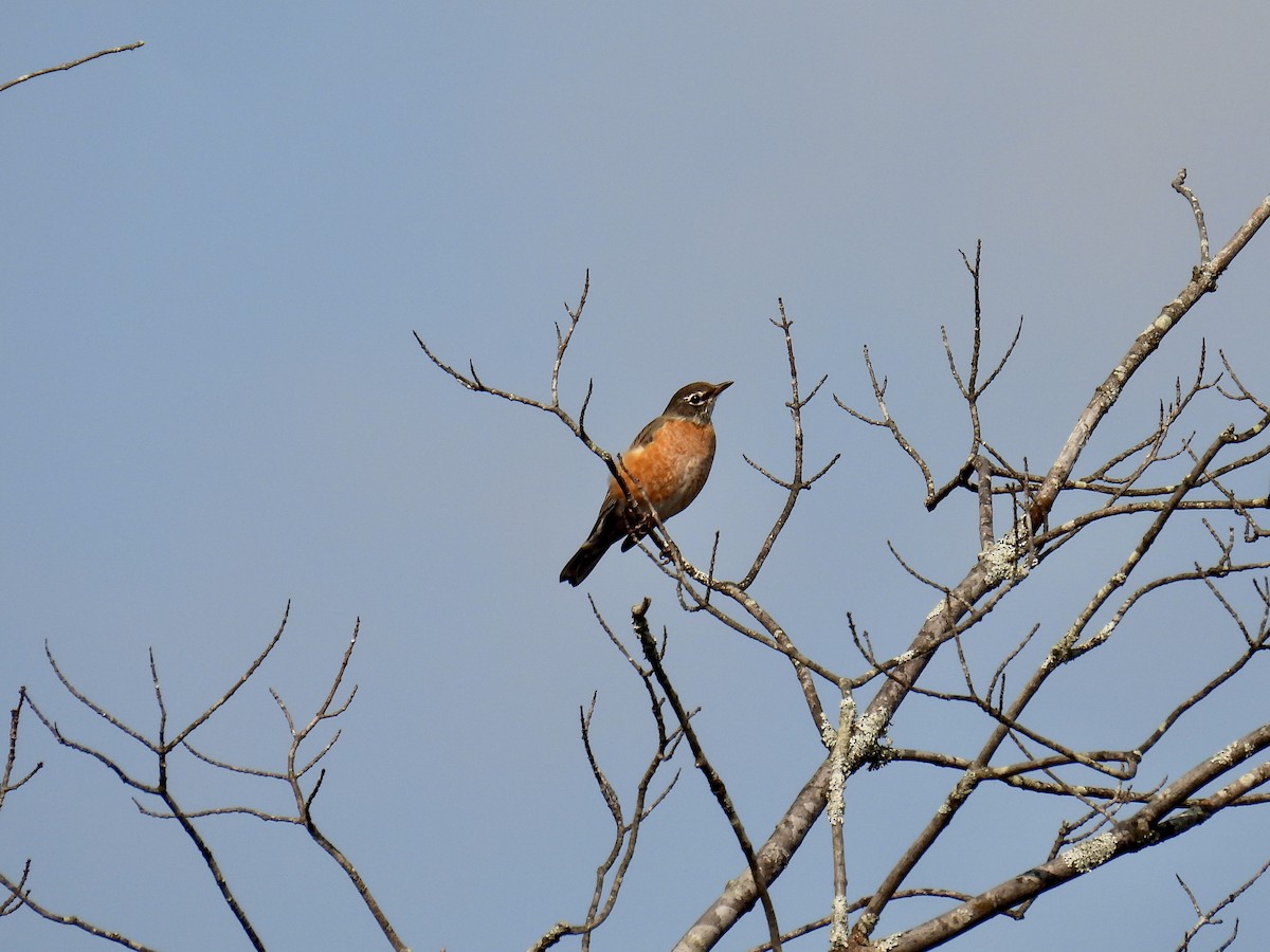 American Robin - ML609262930