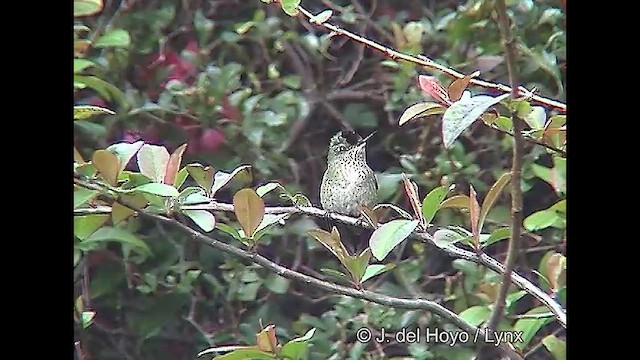 Colibrí Austral - ML609262934