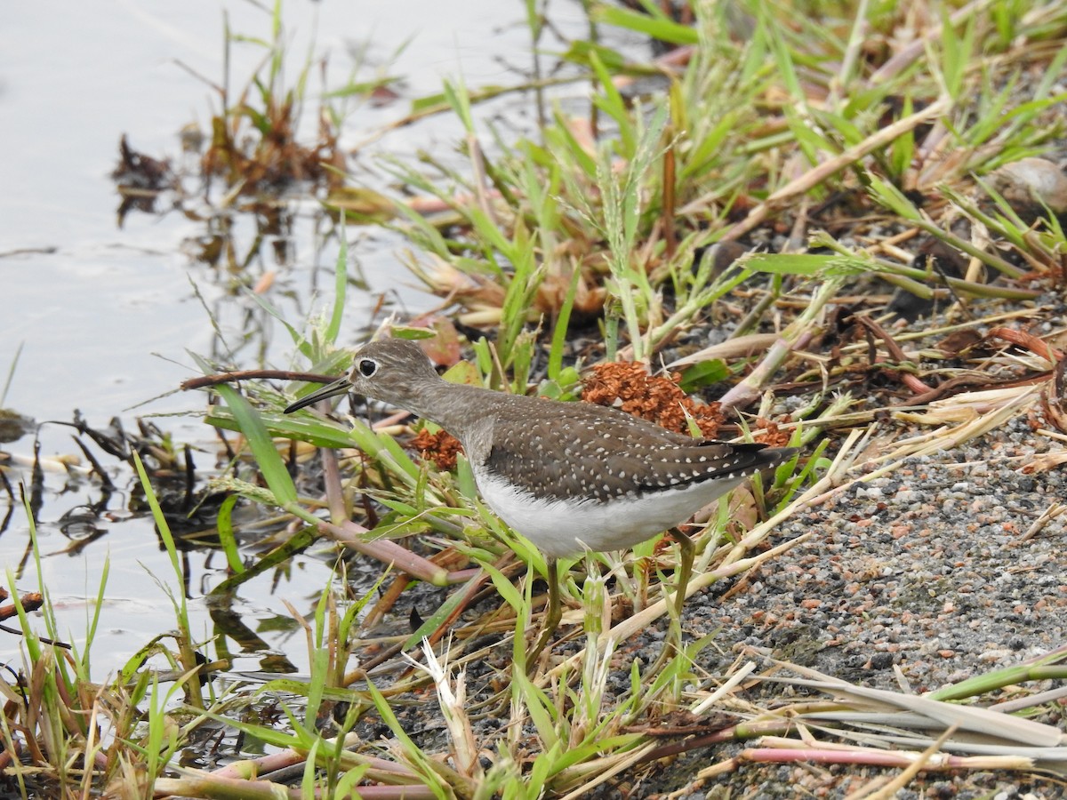 Solitary Sandpiper - Tommy Maloney