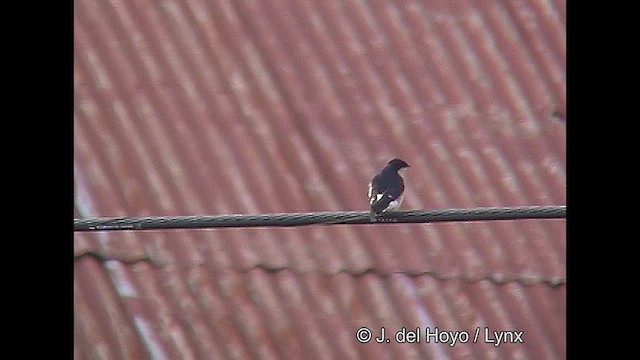 Chilean Swallow - ML609263003