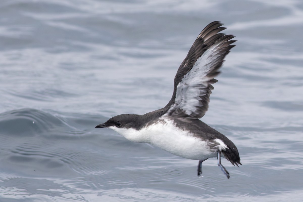 Scripps's Murrelet - Rob Fowler