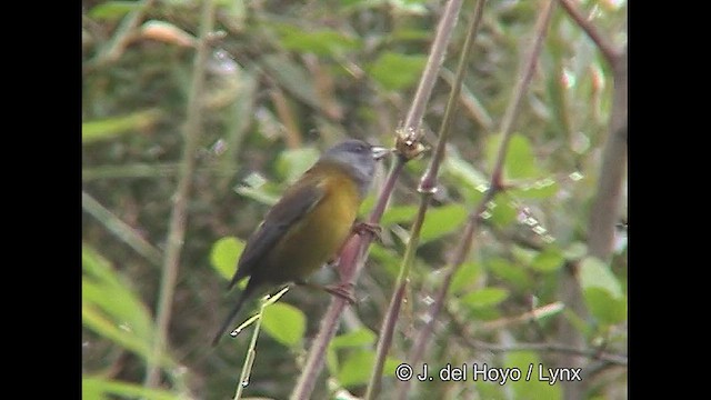 Patagonian Sierra Finch - ML609263068