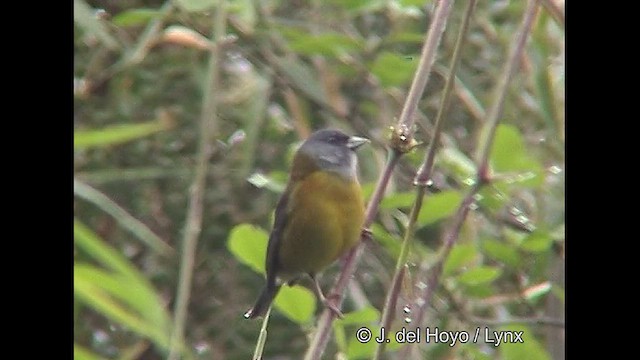 Patagonian Sierra Finch - ML609263069