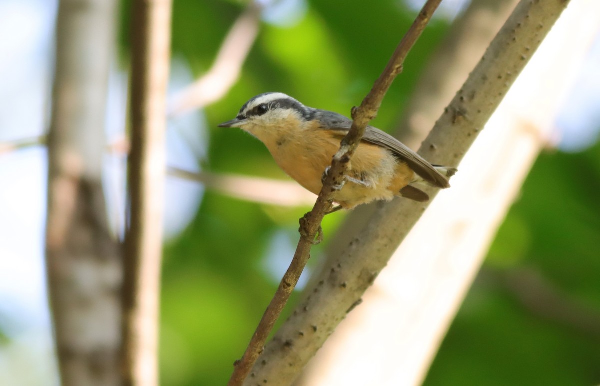 Red-breasted Nuthatch - ML609263082