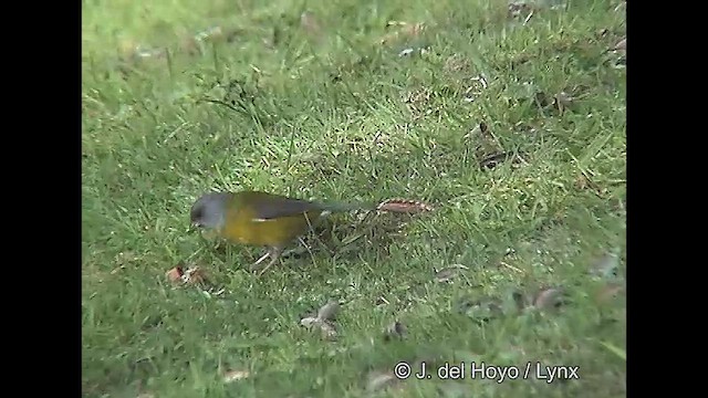 Patagonian Sierra Finch - ML609263096