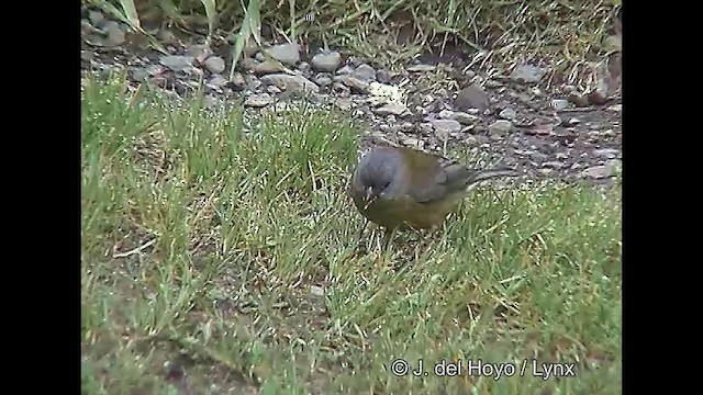 Patagonian Sierra Finch - ML609263097