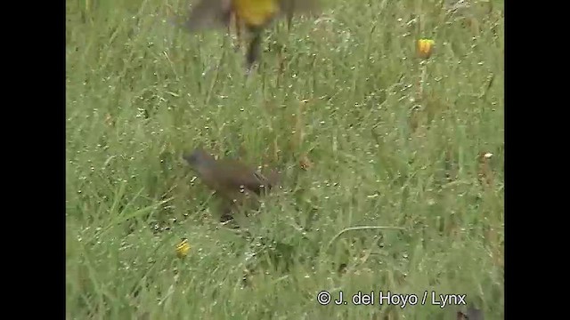 Patagonian Sierra Finch - ML609263141