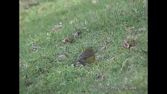 Patagonian Sierra Finch - ML609263142