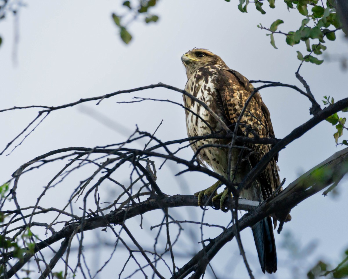 Harris's Hawk - ML609263226