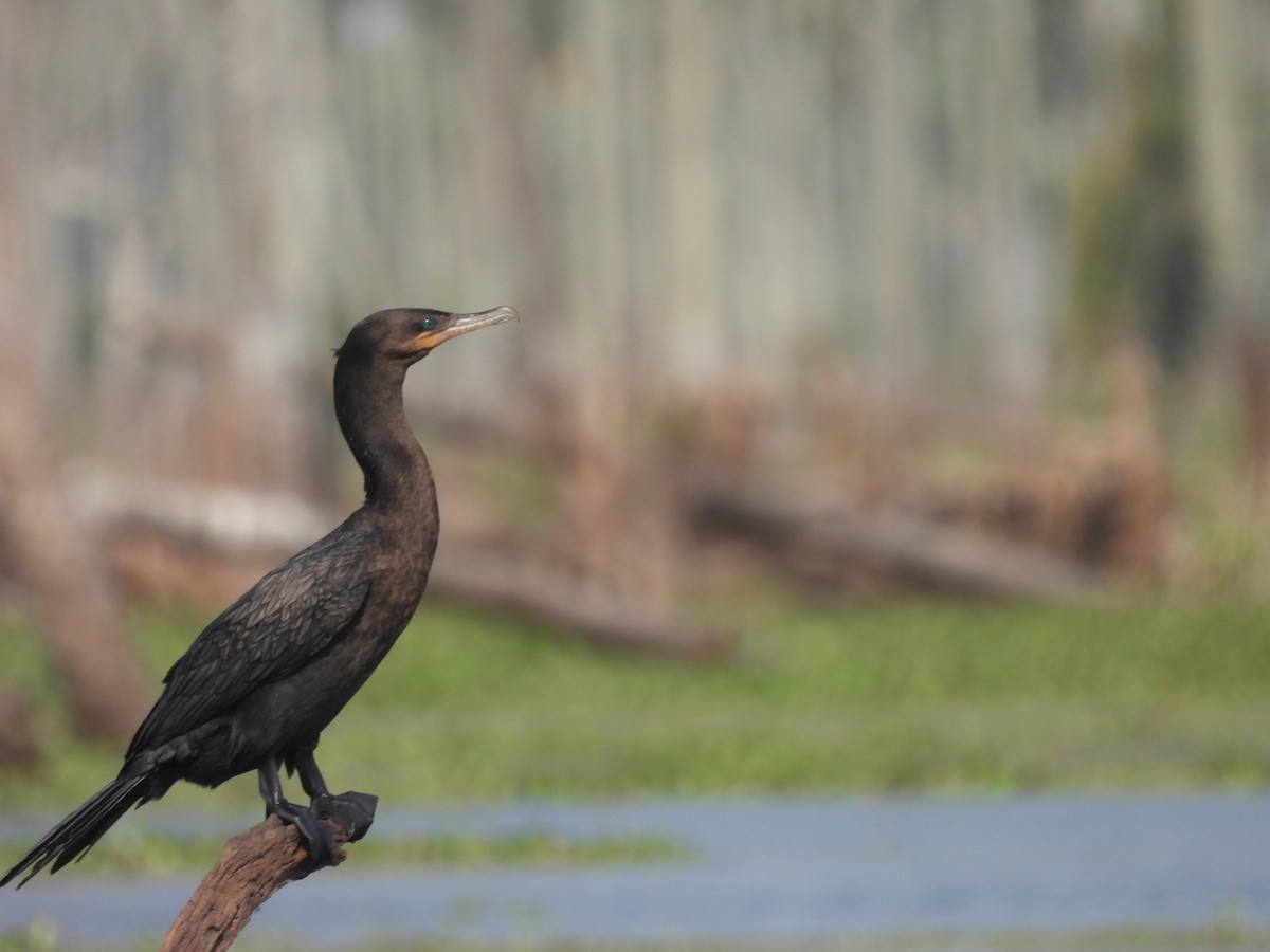 Neotropic Cormorant - ML609263281