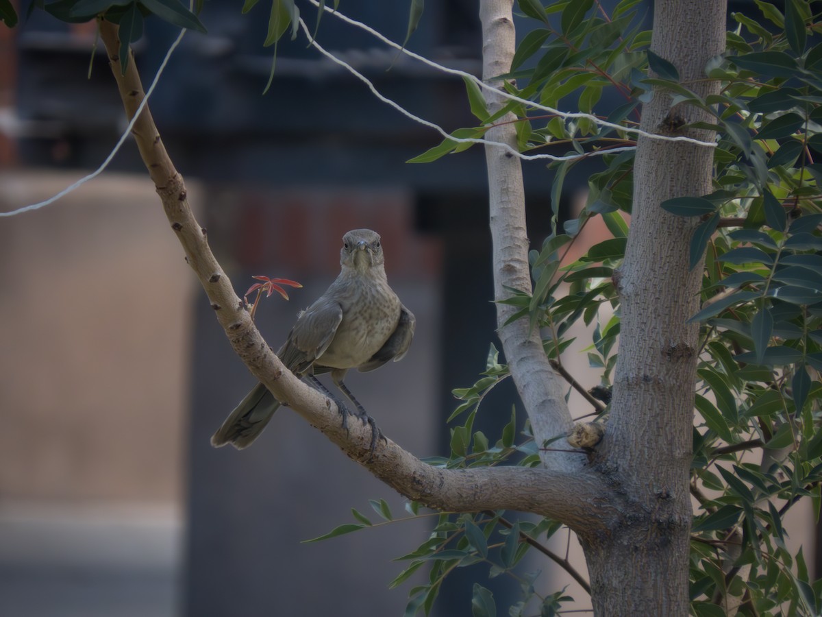 Curve-billed Thrasher - ML609263374