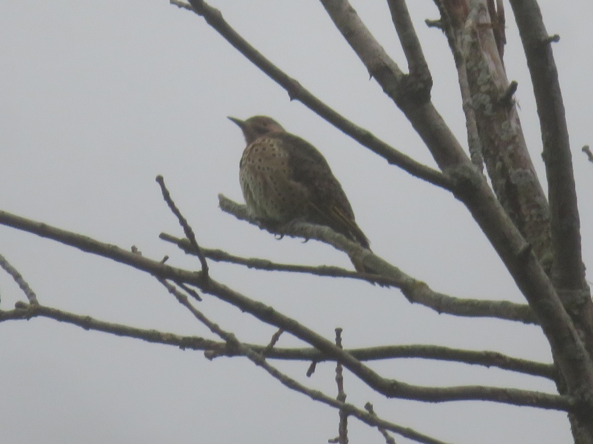 Northern Flicker - ML609263439