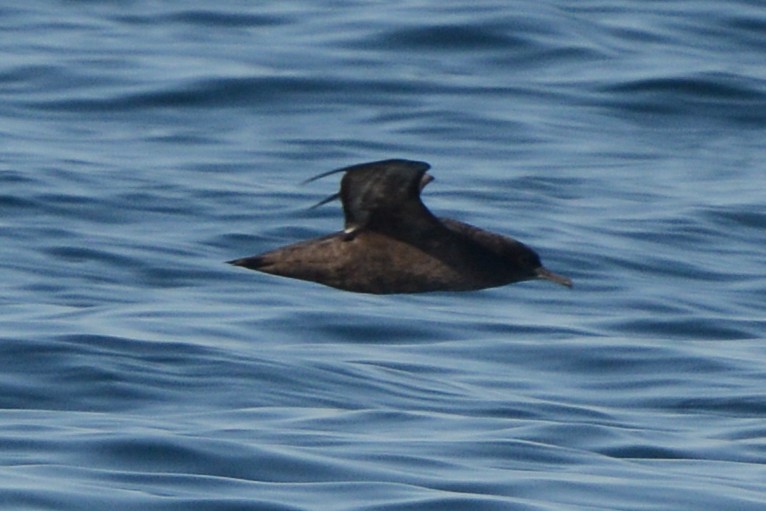 Sooty Shearwater - ML609263447