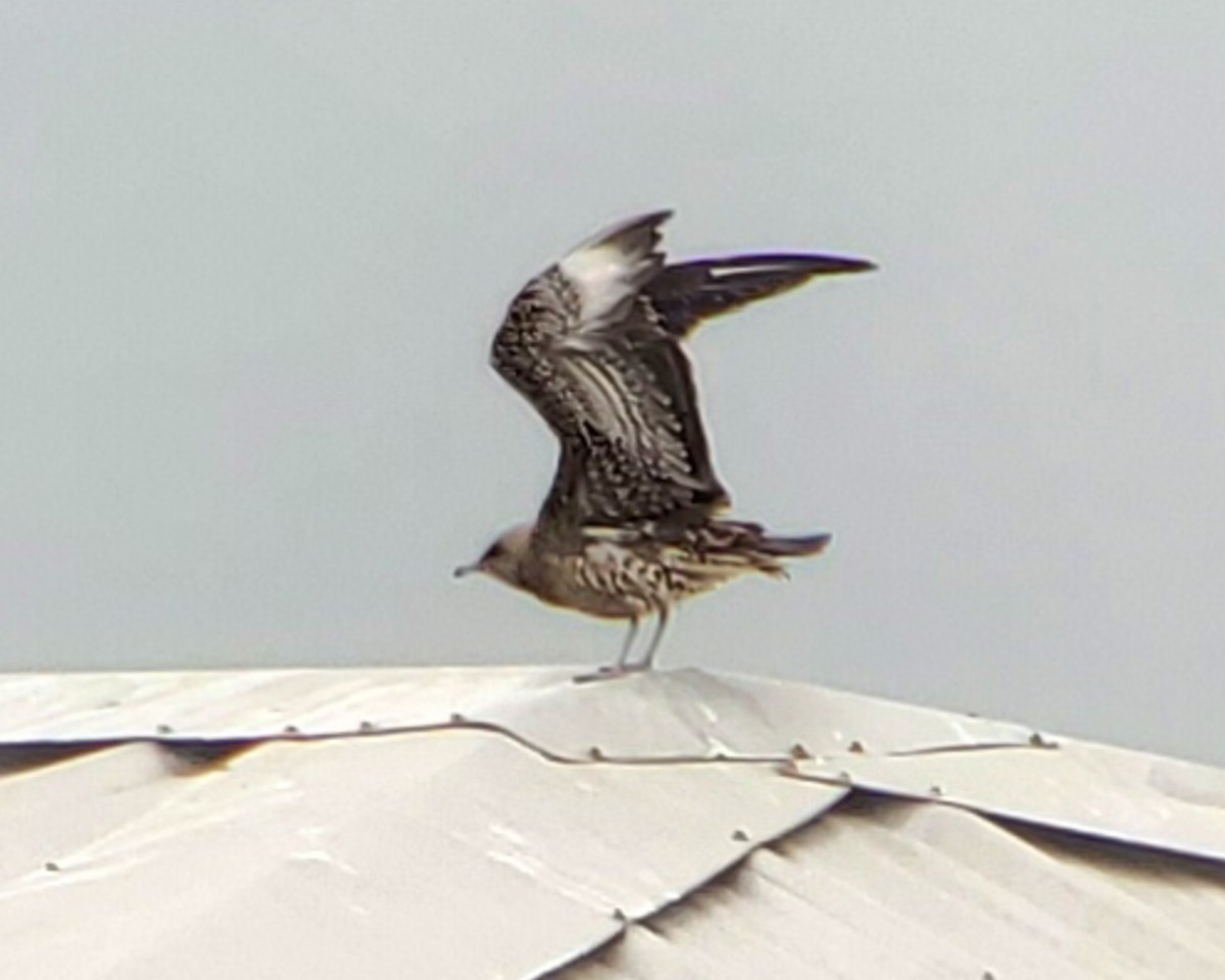 Parasitic Jaeger - Letha Slagle