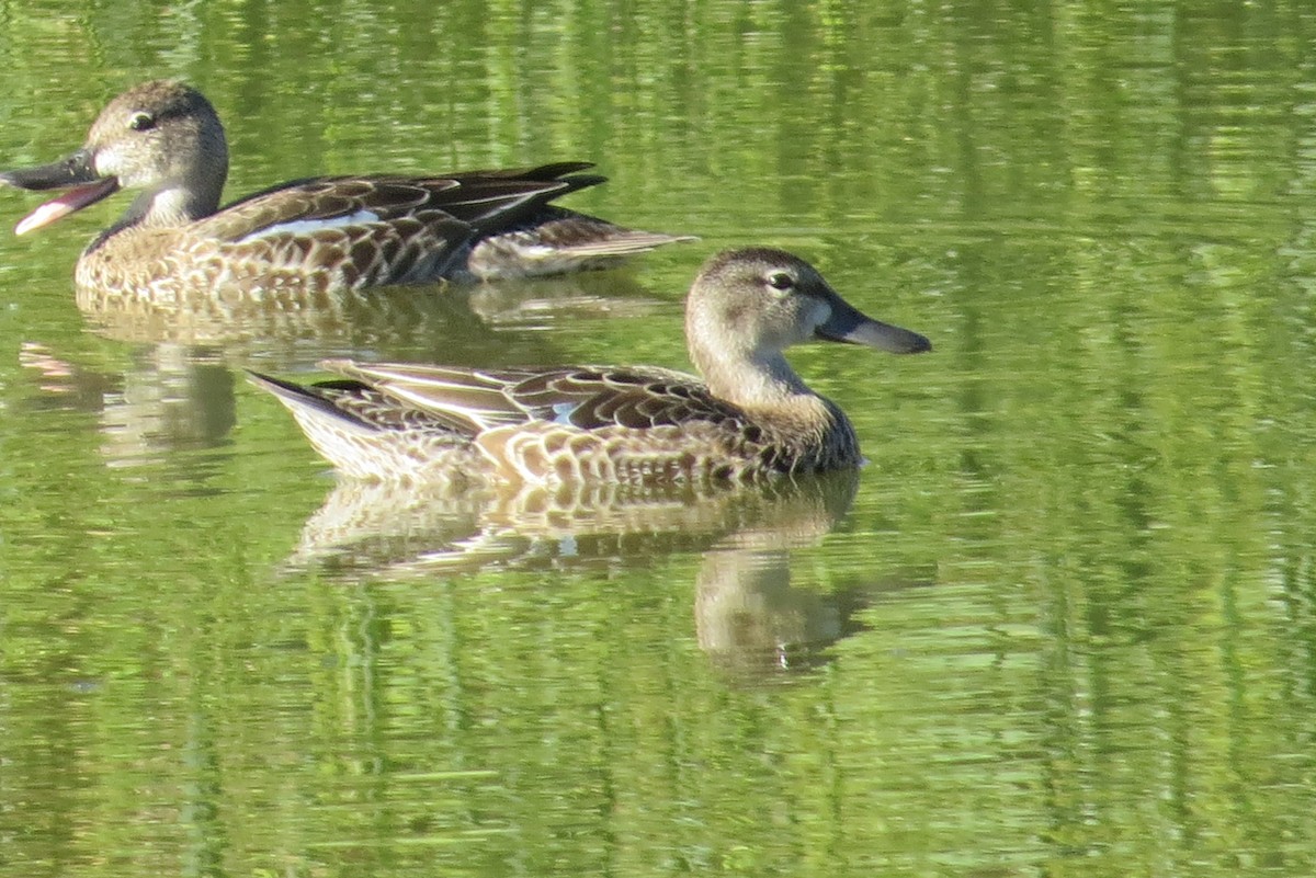 Blue-winged Teal - ML609263543