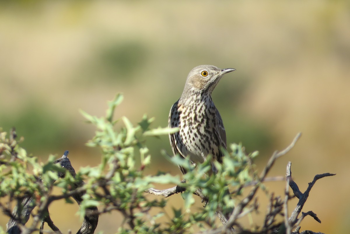 Sage Thrasher - ML609263567