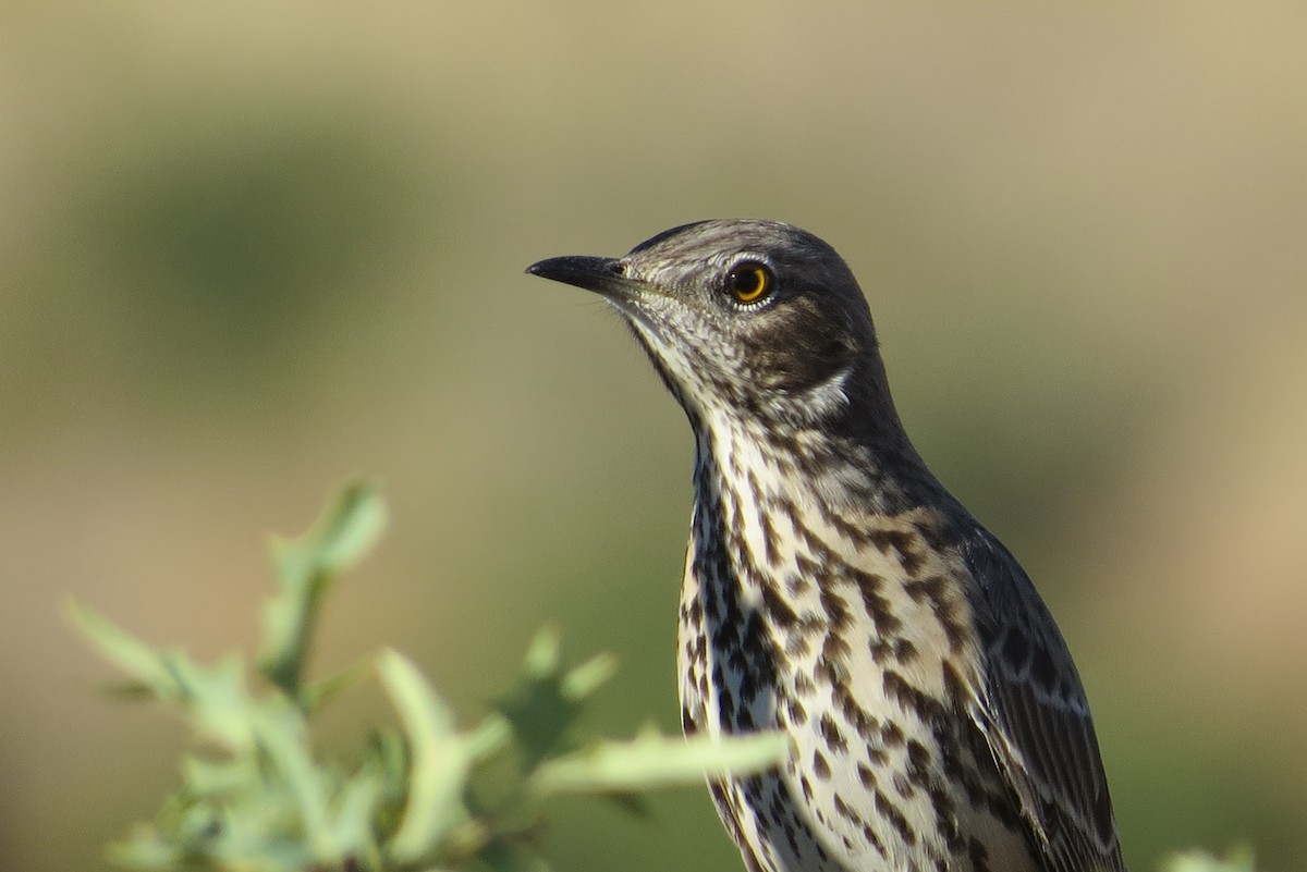 Sage Thrasher - ML609263577