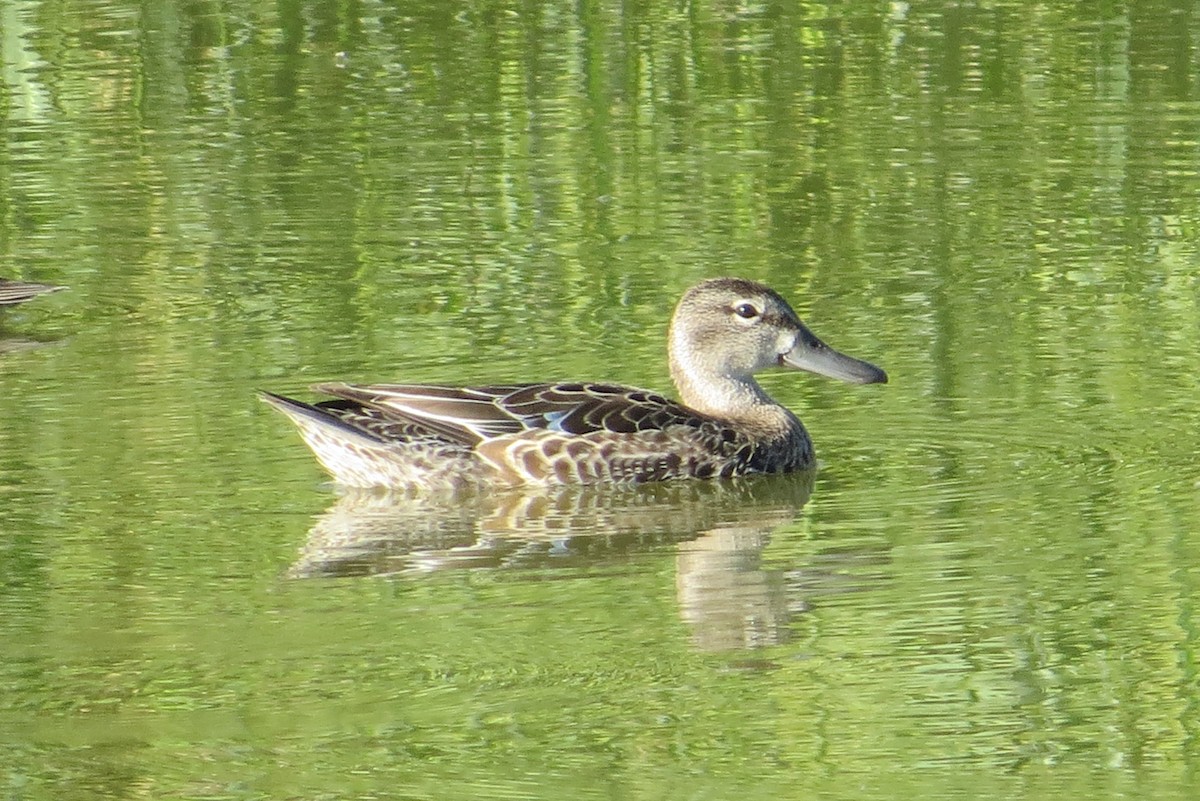Blue-winged Teal - ML609263589