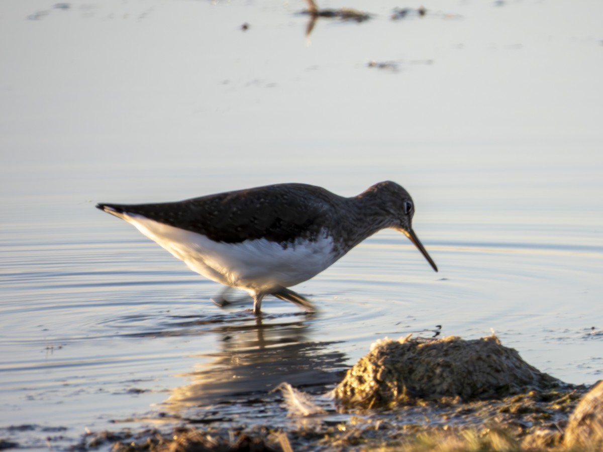 Green Sandpiper - ML609263664